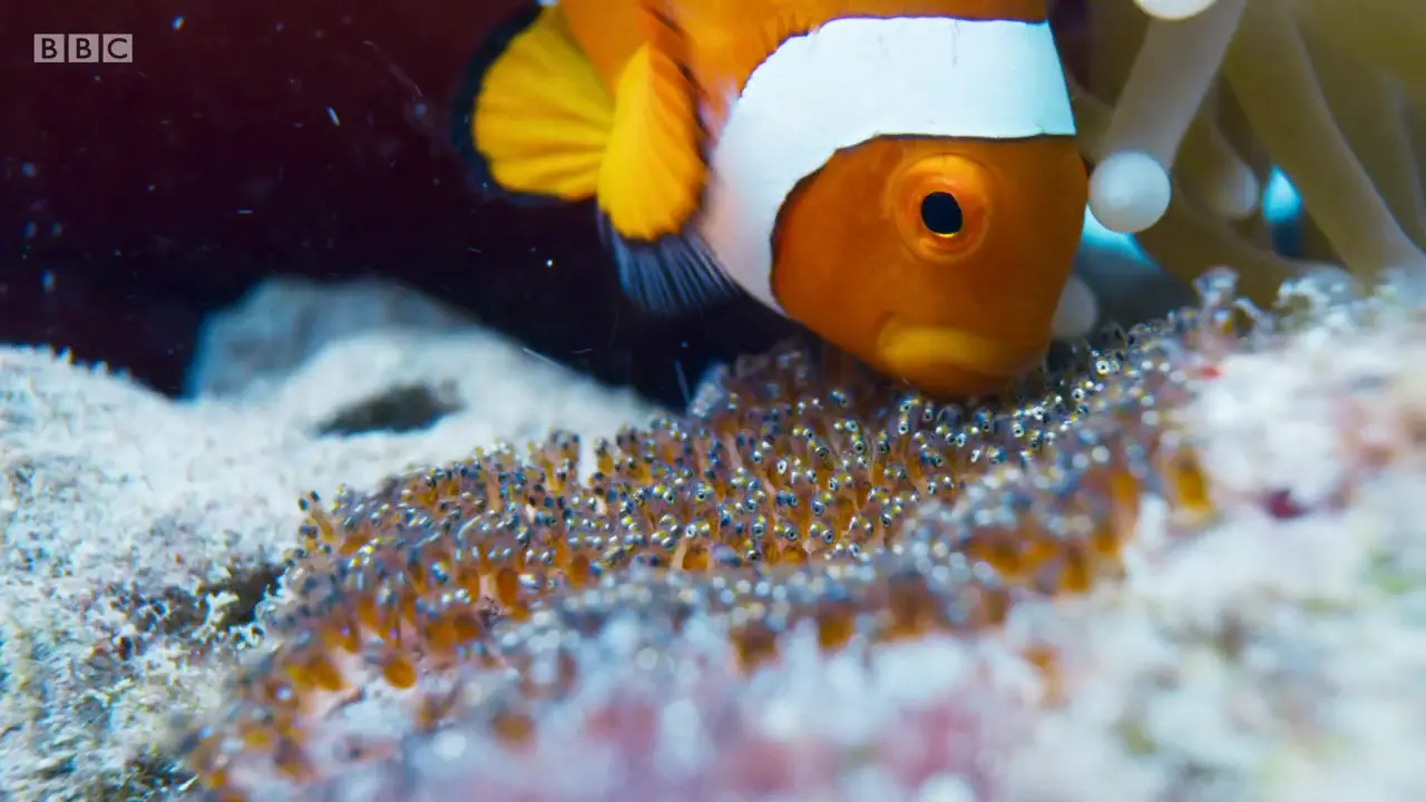 Ocellaris clownfish (Amphiprion ocellaris) as shown in The Mating Game - Oceans: Out of the Blue
